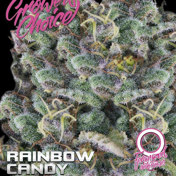 Dope Breeders - GROWERS CHOICE Rainbow Candy Auto Image