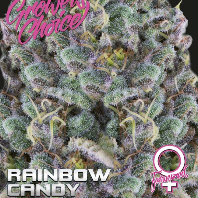 Dope Breeders - GROWERS CHOICE Rainbow Candy Image