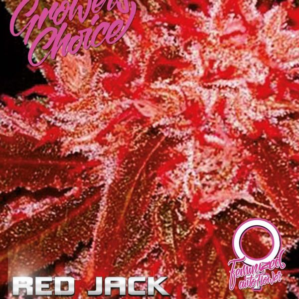 Dope Breeders - GROWERS CHOICE Red Jack Auto Image