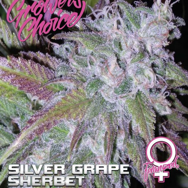 Dope Breeders - GROWERS CHOICE Silver Grape Sherbet Image