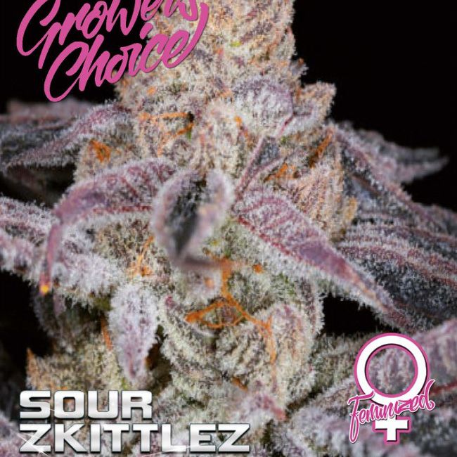 Dope Breeders - GROWERS CHOICE Sour Zkittlez Image