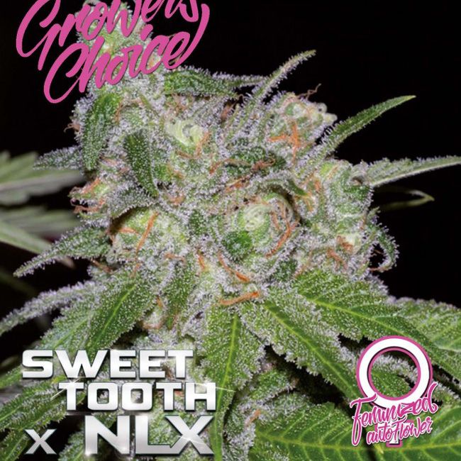 Dope Breeders - GROWERS CHOICE Sweet Tooth x NLX Auto Image