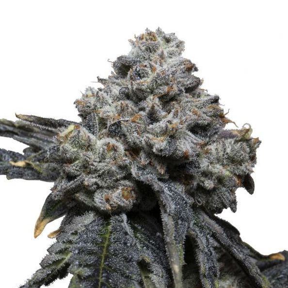 Dope Breeders - GROWERS CHOICE Tangie Punch Image