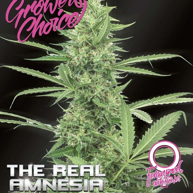 Dope Breeders - GROWERS CHOICE The Real Amnesia Auto Image