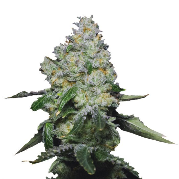 Dope Breeders - GROWERS CHOICE Tropical Cookies Double XL Auto Image