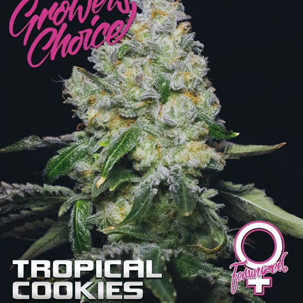 Dope Breeders - GROWERS CHOICE Tropical Cookies Image