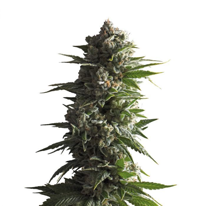 Dope Breeders - GROWERS CHOICE Tropicana Wedding Cake Auto Image