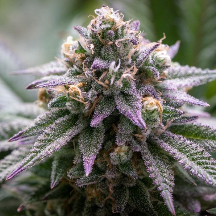 Dope Breeders - GROWERS CHOICE Ultra Violet GMO Image