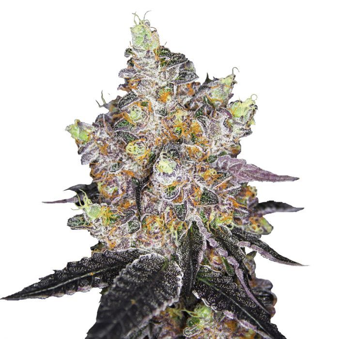 Dope Breeders - GROWERS CHOICE Watermelon Punch Auto Image