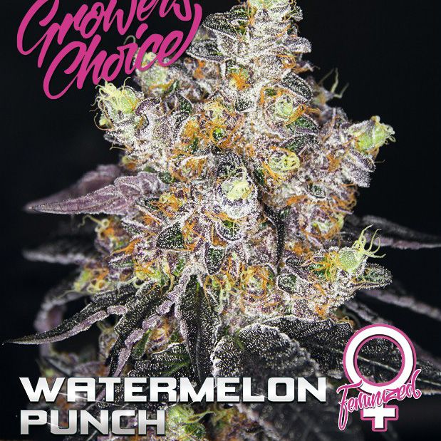 Dope Breeders - GROWERS CHOICE Watermelon Punch Image