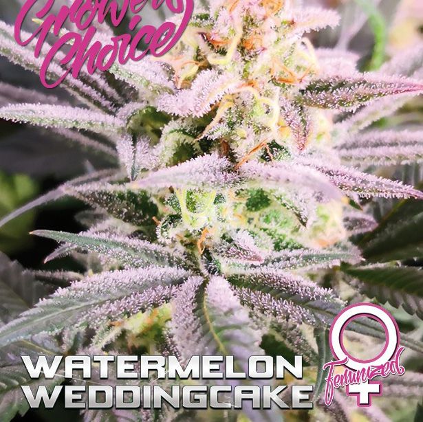 Dope Breeders - GROWERS CHOICE Watermelon Wedding Cake Image