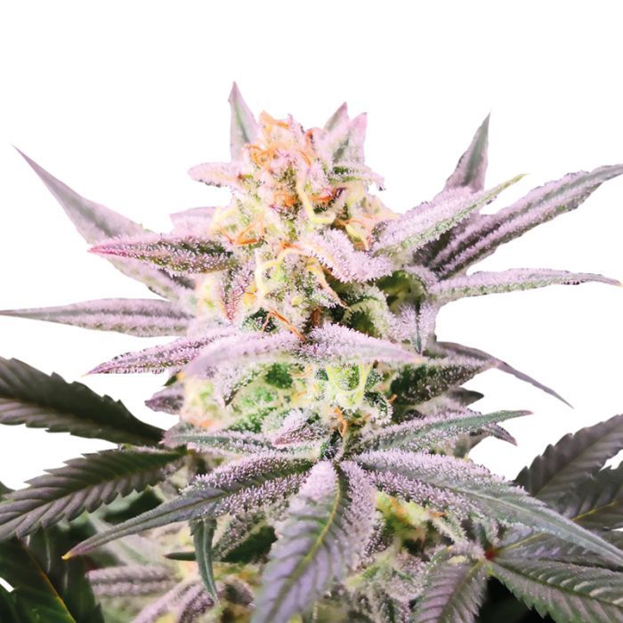 Dope Breeders - GROWERS CHOICE Watermelon Weddingcake Double XL Auto Image