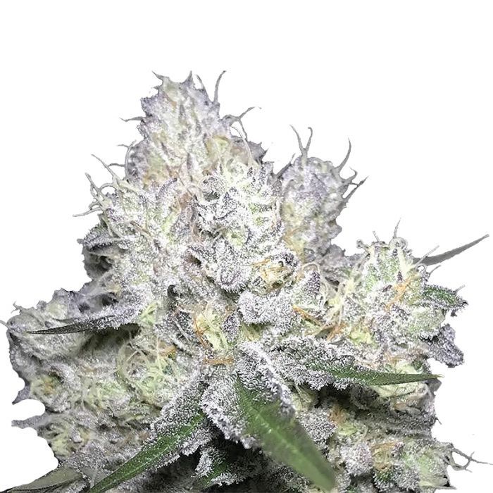 Dope Breeders - GROWERS CHOICE Wedding Cake x Frosty Gelato Double XL Auto Image