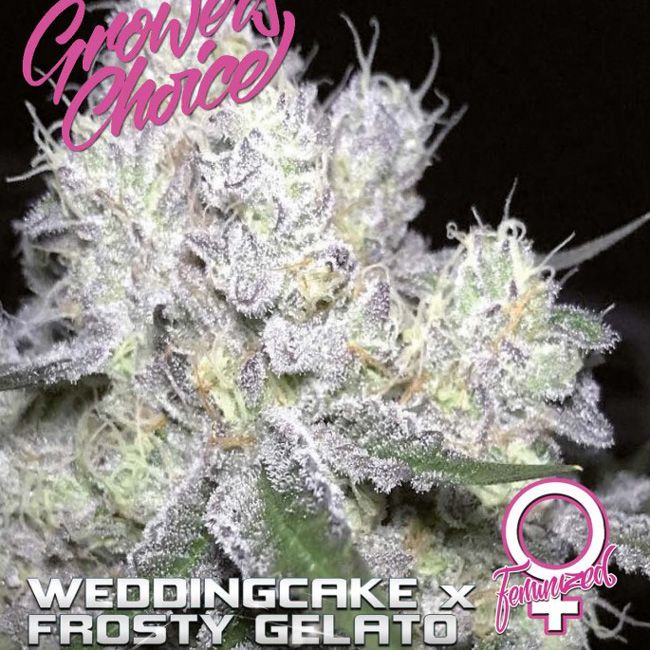 Dope Breeders - GROWERS CHOICE Wedding Cake x Frosty Gelato Image