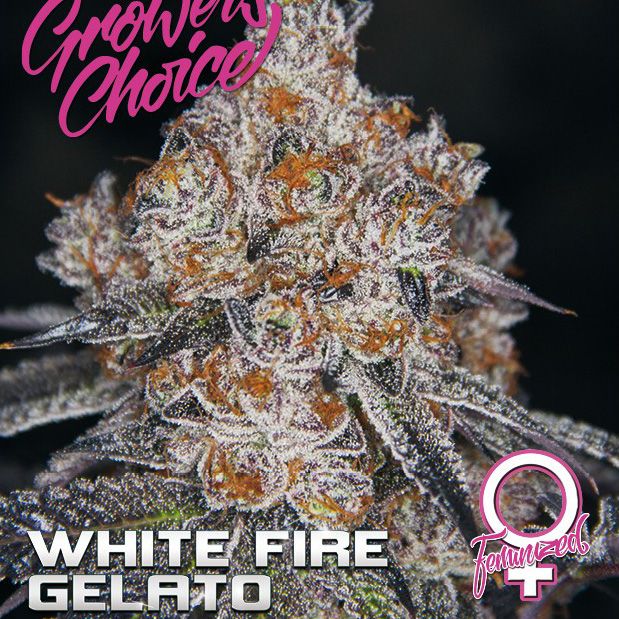 Dope Breeders - GROWERS CHOICE White Fire Gelato Image