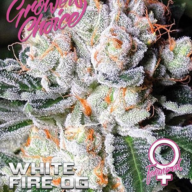 Dope Breeders - GROWERS CHOICE White Fire OG Image