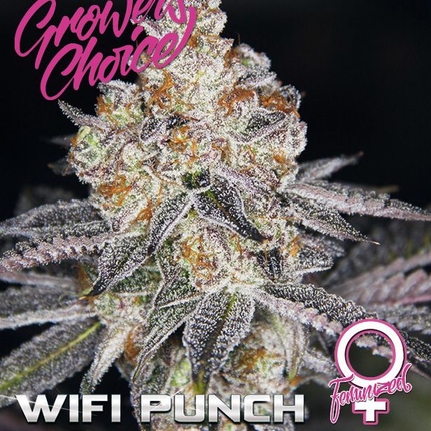 Dope Breeders - GROWERS CHOICE White Fire Punch Image