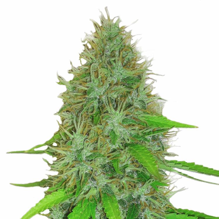 Dope Breeders - HEAVYWEIGHT SEEDS 2 Fast 2 Vast Auto Image