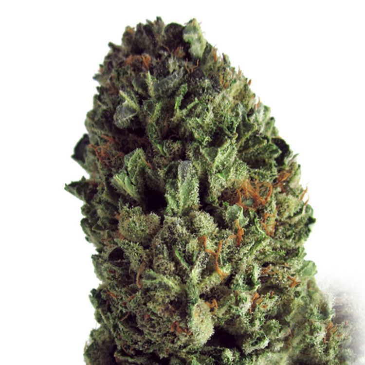 Dope Breeders - HEAVYWEIGHT SEEDS Budzilla Image