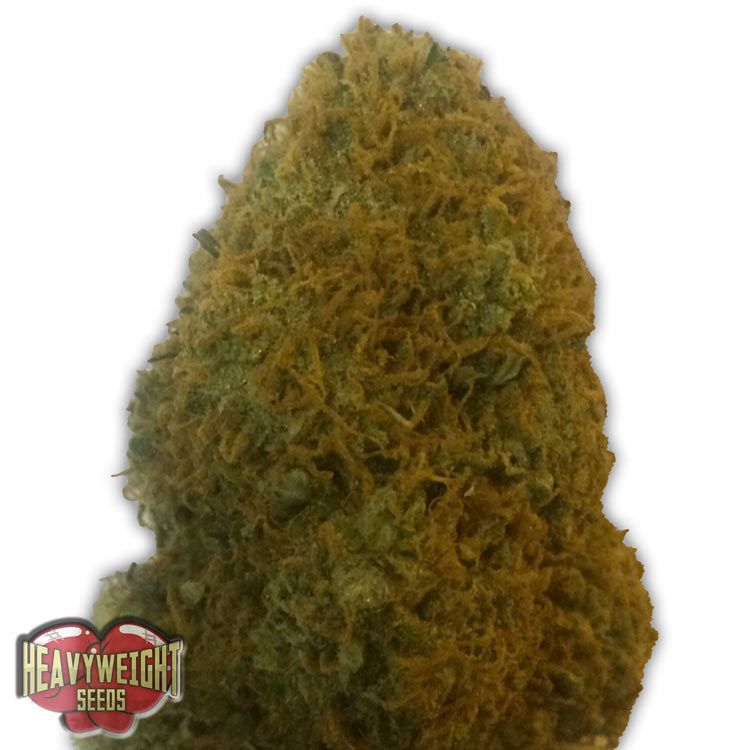 Dope Breeders - HEAVYWEIGHT SEEDS Champion Image