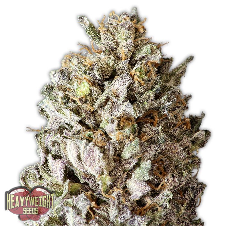 Dope Breeders - HEAVYWEIGHT SEEDS Diesel Drift Image