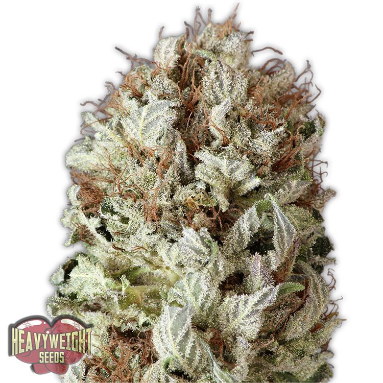 Dope Breeders - HEAVYWEIGHT SEEDS Extreme Impact Auto Image