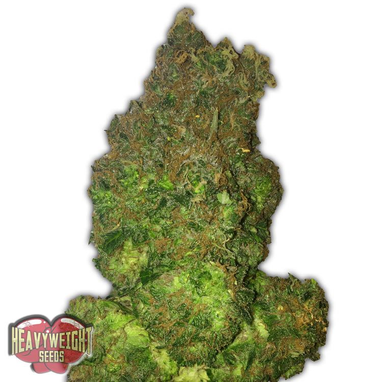 Dope Breeders - HEAVYWEIGHT SEEDS Fruit Punch Auto Image