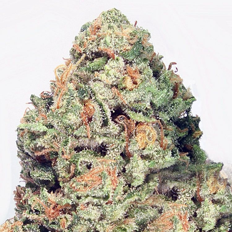 Dope Breeders - HEAVYWEIGHT SEEDS Fruit Punch Image