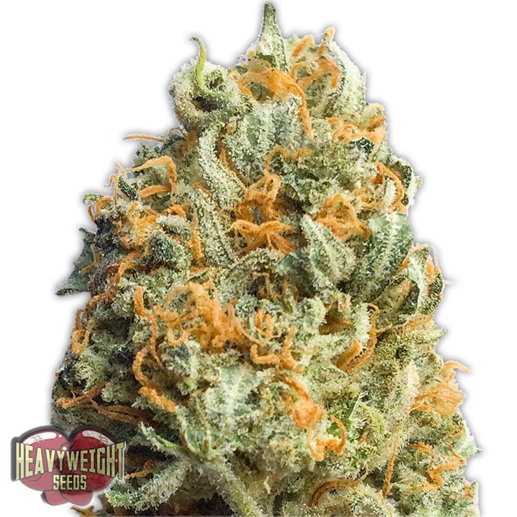 Dope Breeders - HEAVYWEIGHT SEEDS Fully Loaded Auto Image