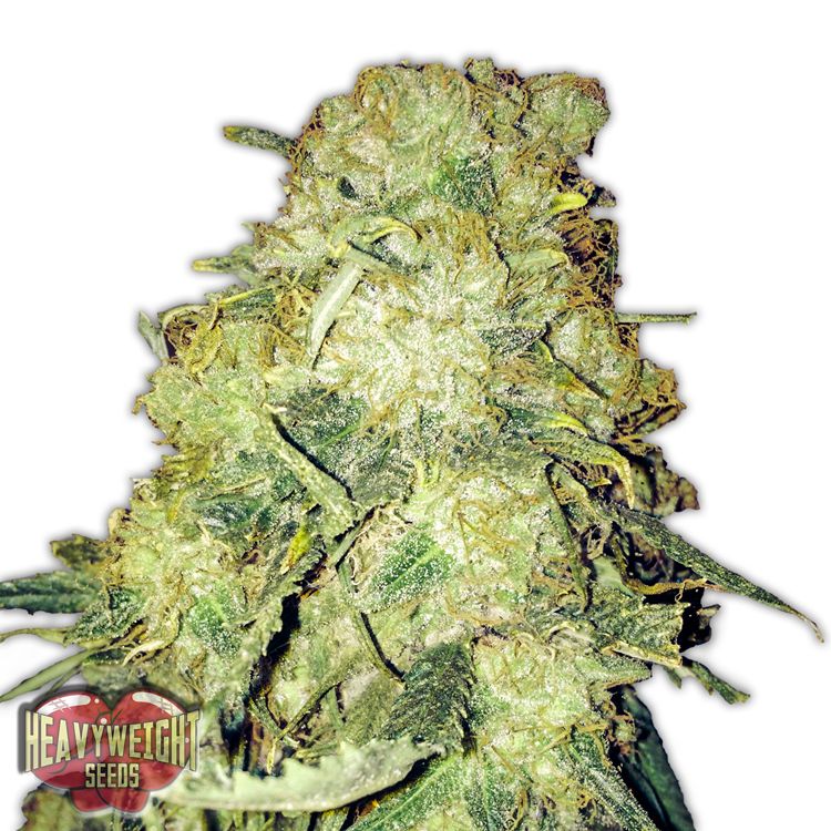 Dope Breeders - HEAVYWEIGHT SEEDS Gold Mine Image