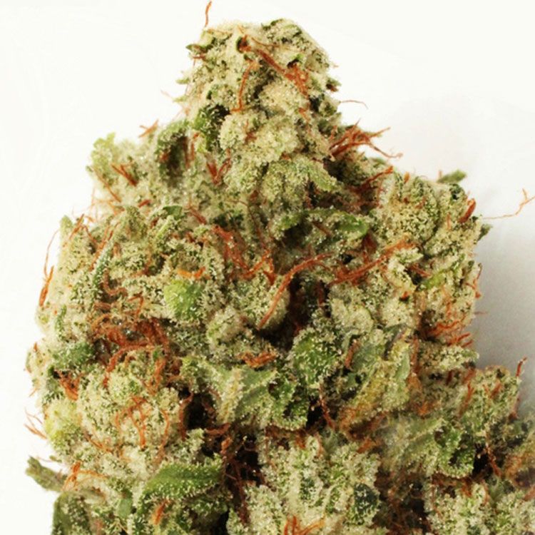 Dope Breeders - HEAVYWEIGHT SEEDS Green Ninja Image