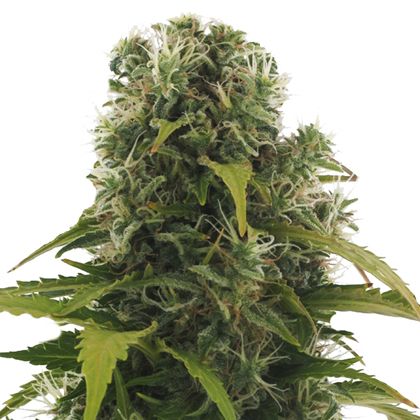 Dope Breeders - HEAVYWEIGHT SEEDS High Density Auto Image