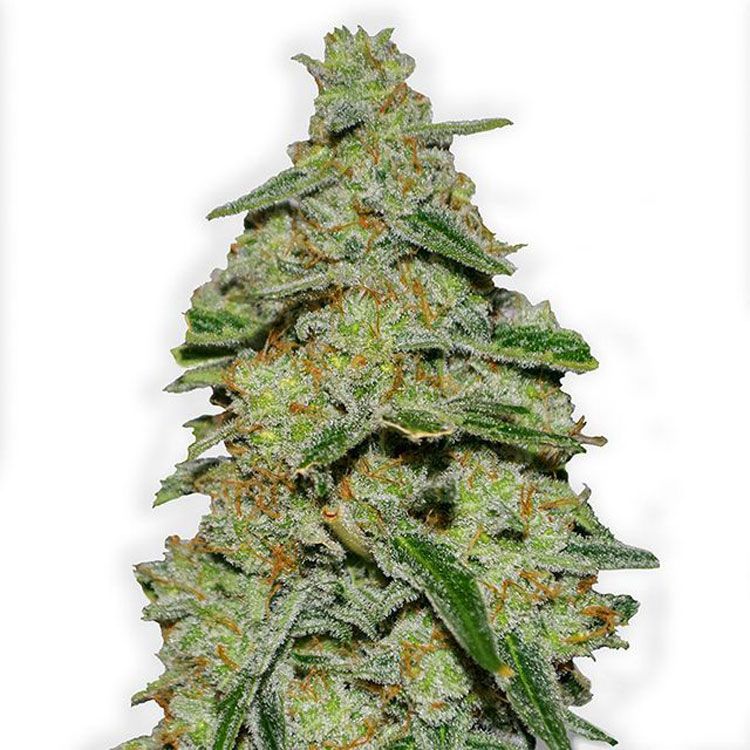 Dope Breeders - HEAVYWEIGHT SEEDS Lemon Cake Image