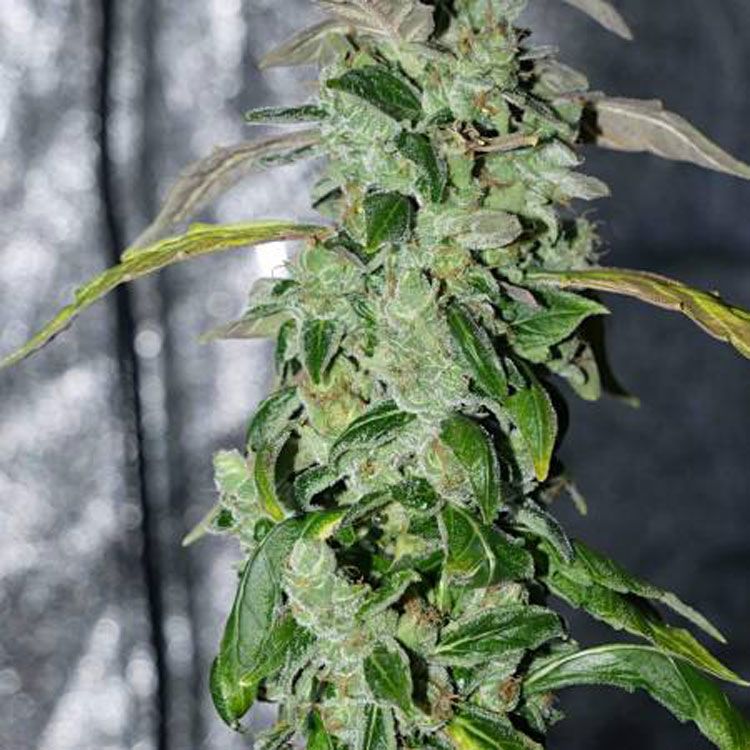 Dope Breeders - HEAVYWEIGHT SEEDS Massive Midget Auto Image