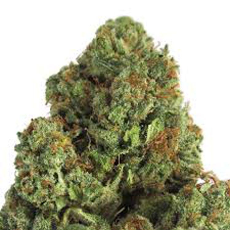 Dope Breeders - HEAVYWEIGHT SEEDS Midnight Mass Image