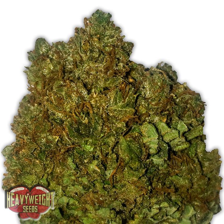 Dope Breeders - HEAVYWEIGHT SEEDS Money Bush Image