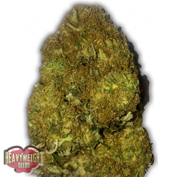 Dope Breeders - HEAVYWEIGHT SEEDS Skunky Monkey Auto Image