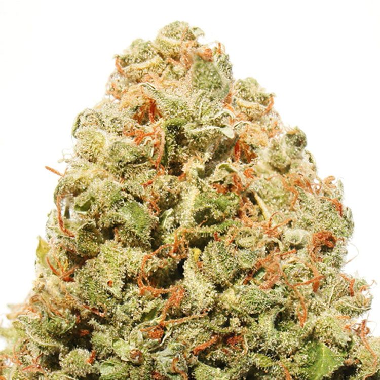 Dope Breeders - HEAVYWEIGHT SEEDS Strawberry Cake Image