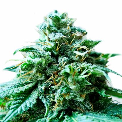 Dope Breeders - HEAVYWEIGHT SEEDS Superb OG Image