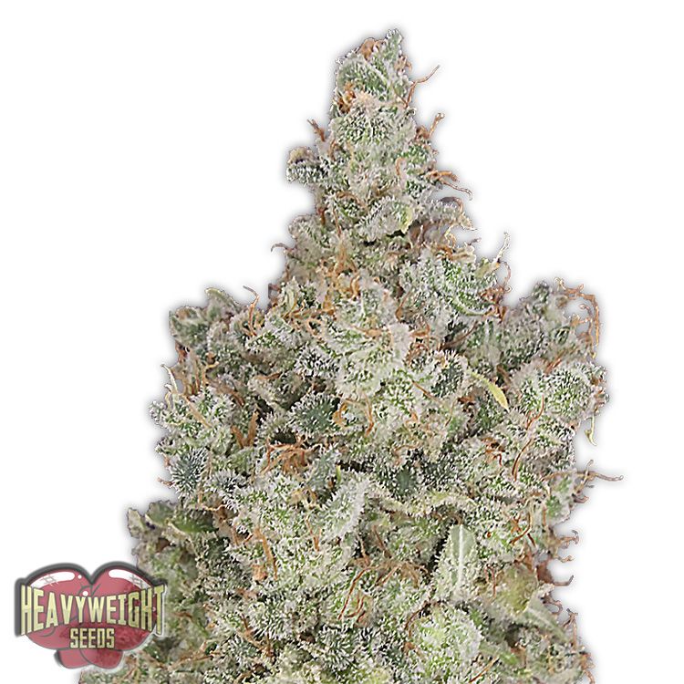 Dope Breeders - HEAVYWEIGHT SEEDS Total Paralysis Image