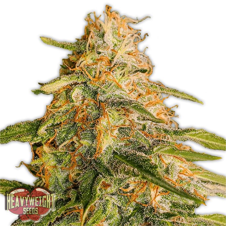 Dope Breeders - HEAVYWEIGHT SEEDS Tropic Punch Image