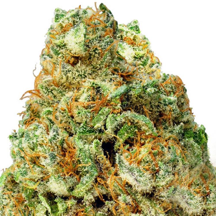 Dope Breeders - HEAVYWEIGHT SEEDS Turbo Bud Auto Image