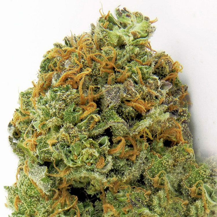 Dope Breeders - HEAVYWEIGHT SEEDS Wipeout Express Auto Image