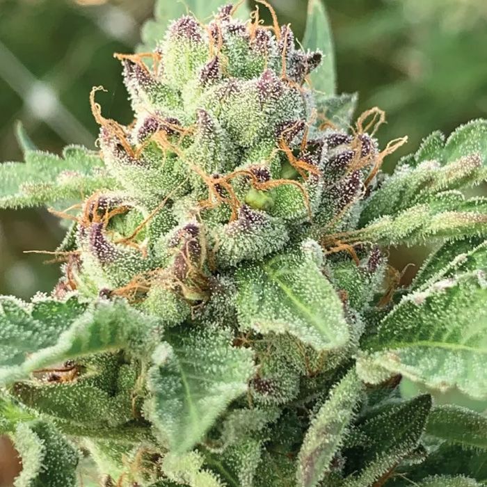 Dope Breeders - HUMBOLDT SEED COMPANY Apple Blossom Image