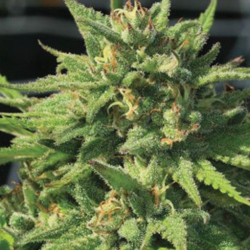 Dope Breeders - HUMBOLDT SEED COMPANY Bigfoot Glue Image