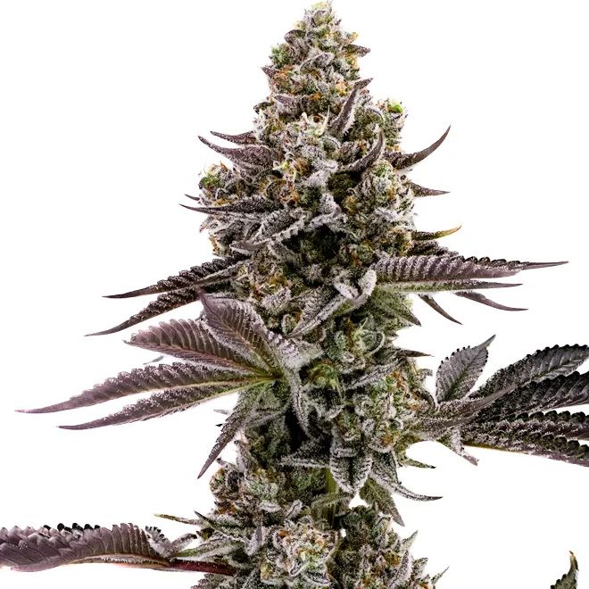 Dope Breeders - HUMBOLDT SEED COMPANY Blueberry Cupcake Image