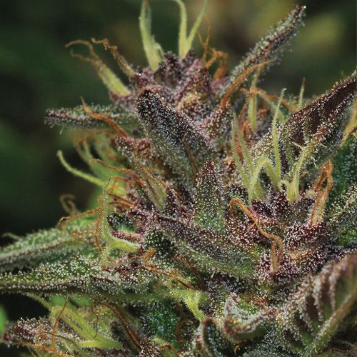 Dope Breeders - HUMBOLDT SEED COMPANY Blueberry Muffin Image