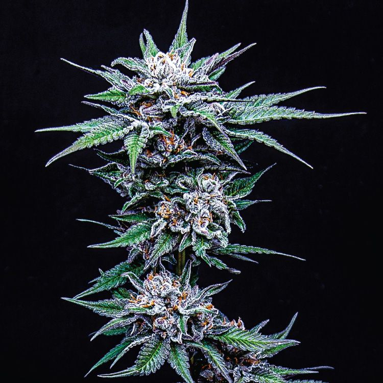 Dope Breeders - HUMBOLDT SEED COMPANY Blueberry Pancake Image