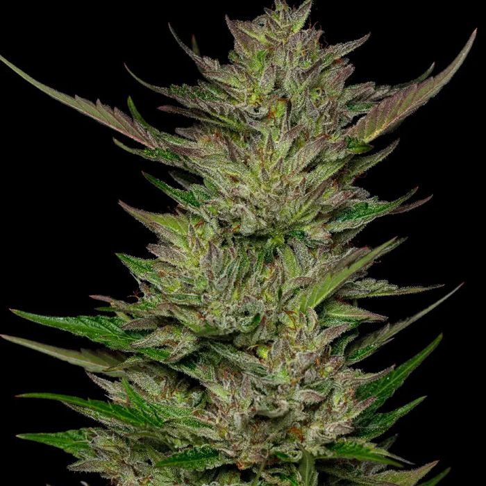 Dope Breeders - HUMBOLDT SEED COMPANY Don Carlos Image