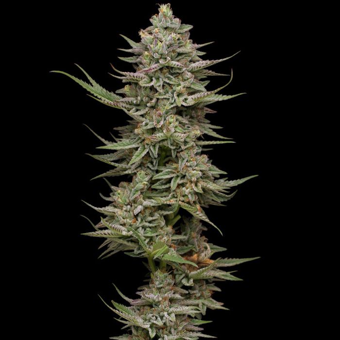 Dope Breeders - HUMBOLDT SEED COMPANY Family Jewels Image